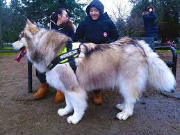 These days they are used as sporting companion dogs for events such as bikejoring and skijoring. The Biggest Dog In Richmond Meet Tyson Richmond News