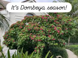 Image result for Dombeya
