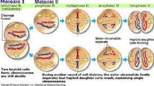 Tabel Perbedaan Pembelahan Mitosis Dan Meiosis Pengertian Pembelahan Mitosis Dan Meiosis Perbedaan Pembelahan Mitosis Meiosis Plant And Animal Cells Cell Forms