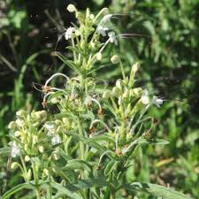 Image result for Clerodendrum ternatum