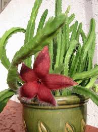 How to grow the starfish cactus. Carrion Plant Starfish Flower Starfish Cactus Succulent Stapelia Growing And Care Photo Characteristics And Planting