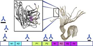 Has this phase 1 study aducanumab is the latest in a line of therapies that hope to become a treatment for alzheimer's. Passive Immunotherapies Targeting Ab And Tau In Alzheimer S Disease Sciencedirect