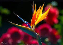 We did not find results for: Pin On Flowers And Plants
