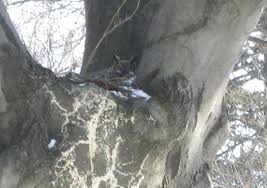 Do owls eat cats and small dogs? Owl Week Great Horned Backyard And Beyond