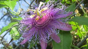 Twining vine that flowers profusely in early spring, then sporadically throughout the summer. Vines For Texas Dallas Garden Buzz