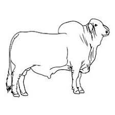 The texas brahman association is an organization of texas brahman breeders dedicated to serving the beef industry. 10 Cute Bull Coloring Pages For Your Toddler Cow Drawing Cow Coloring Pages Animal Drawings Sketches