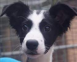 Border Collie Cross Kelpie Puppy Dog Love I Love Dogs Cute Dogs