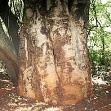 Image result for Pappea capensis