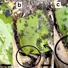 Image result for Menisorus pauciflorus