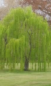 Image result for Salix babylonica