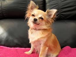 4 are long haired and one is short or smooth haired. Long Haired Chihuahua Chihuahua Love Chihuahua Chihuahua Dogs