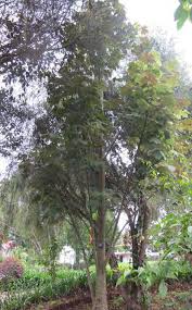 Image result for Cola greenwayi