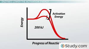 Function Of Enzymes Substrate Active Site Activation Energy