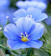 8 Different Types Of Perennial Flax Flowers Home Stratosphere