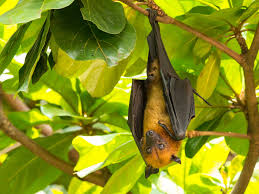 This species of bat was discovered in 1831 and weighs in at an impressive three pounds—you could amass more. Giant Golden Crowned Flying Fox Bat Facts And Information