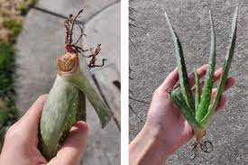 But if the rot had worked its way all through the plan, it'll finish the job before a. A Successful Root Rot Aloe Vera Rescue