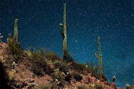 Cactus is a plant belonging to succulent xerophytic family. How Cacti Perform Photosynthesis In A Different Way Cactuscare
