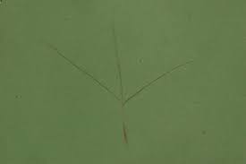 Image result for Aristida hordeacea