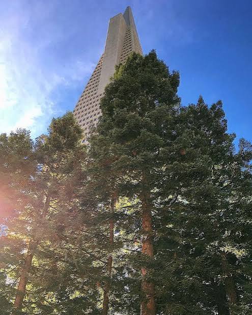 Transamerica Redwood Park | Downtown San Francisco