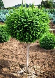 Its thin, pyramidal structure is perfect for small spaces! Dwarf Serbian Spruce Trees For Sale Online The Tree Center