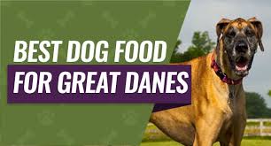 The most common reasons why great danes don't eat their food include stomach sensitivity, dental problems, changes in activity level or. Best Dog Food For Great Danes Top 6 Picks 2021 Update