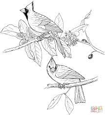 The birds in a few coloring pages look more like a cartoon character but many of them resemble somewhat its true appearance in real life, such as owl, pelican, and macaw. Red Cardinals Coloring Page Supercoloring Com Bird Coloring Pages Coloring Books Coloring Pages