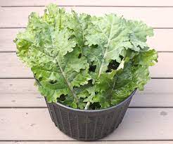 White russian's rich kale flavor sweetens after frost, and leaves are tender whether cut at baby stage or harvested for mature bunches. Variety Spotlight White Russian Kale Happy Acres Blog