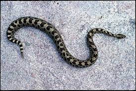 Corn snake female eating a dead baby mouse. Massasauga Rattlesnake Georgian Bay Biosphere