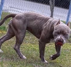 Pin On Pitbull