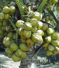 Umumnya lubang untuk tanam kelapa sawit berukuran 60 cm x 60 cm x 60 cm. 13 Cara Menanam Kelapa Agar Cepat Berbuah
