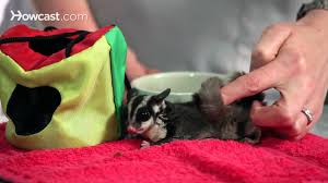 How To Bond With A Sugar Glider | Sugar Gliders - Youtube