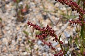 Image result for Rumex ruwenzoriensis