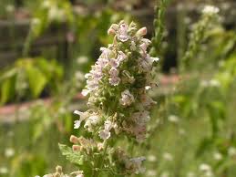 As cats have a very sensitive sense of smell there are a few plants that have proven to deter cats. Catnip Wikipedia