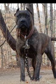 Pin By Mick333 On Animals Dangerous Dogs Dog Breeds Dogs