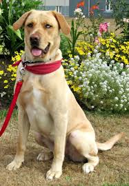 Adopt Winnie On Petfinder Dogs Golden Retriever Golden Retriever Labrador Golden Husky Mix