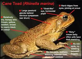 Common toads can live for many years and have survived for fifty years in captivity. How Can You Tell The Difference Between A Cane Toad And A Native Australian Frog Species The Australian Museum Blog