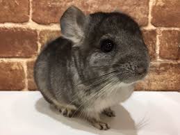 チンチラってどんなカラーがいるの？」 熱帯倶楽部 吉祥寺店 | 熱帯倶楽部