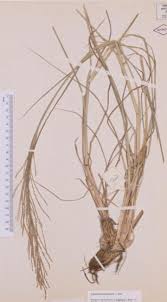 Image result for Lipocarpha chinensis