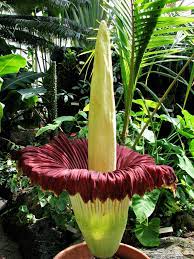 The Corpse Flower Real World Biology Ck 12 Foundation