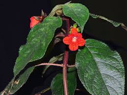 Image result for Kohleria