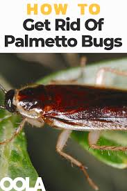 We did not find results for: Palmetto Bug Vs Cockroach How To Get Rid Of This Southern Pest Oola Com