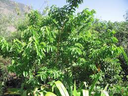 Image result for Antidesma vogelianum