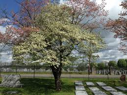Bark is smooth and gray with gray dogwood. Flowering Dogwood Nashville Tree Foundation