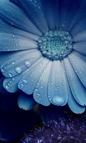 12960425to5z 51443 Jpg 480 800 Mobile Wallpaper Blue Flowers Phone Wallpaper