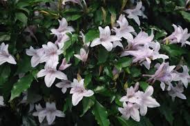 Image result for Mackaya