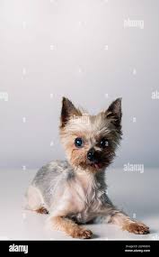 Image result for white yorkshire terrier