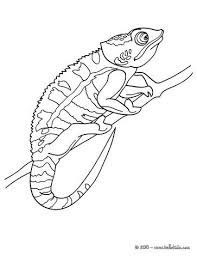 Chameleon Coloring Pages Chameleon Picture Color Pencil Art Drawings Animal Coloring Pages