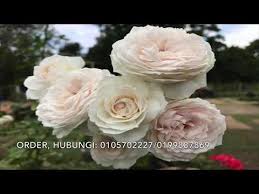 Saint jhon — roses (imanbek extendet mix) 03:58. Descargue Mp3 De Youtube Convierta Youtube A Mp3 Rapidamente