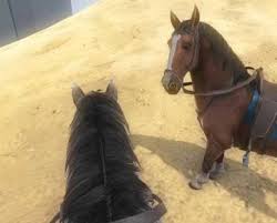 Play horse games, pony games, horse dress up games, horse jumping games and other animal games online. 15 Best Online Horse Simulation Games Free Download Games Indigo