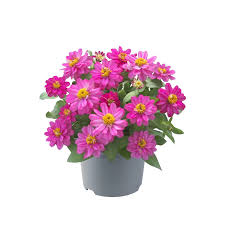 Image result for Zinnia angustifolia